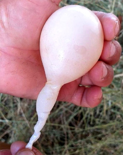 Kuyruklu yumurta