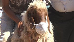 Aldığı kurbanlığa virüs bulaşmasın diye maske taktı