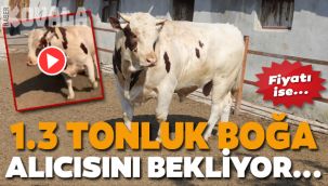 Bu boğanın ağırlığı tam 1.3 ton!