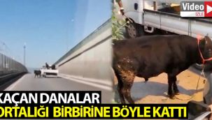 Bursa'da kaçan danalar ortalığı bir birine kattı