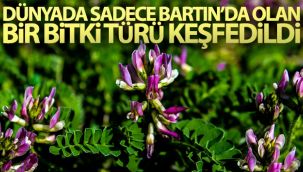 Dünya'da sadece Bartın'da olan bitki türü keşfedildi