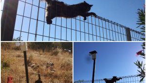 Kedi tele sıkıştı, itfaiye yardıma koştu