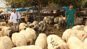 Seyhan Belediyesi'nden ücretsiz kurban kesimi