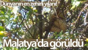 Dünyanın en zehirli yılanlarından koca engerek Malatya'da görüldü