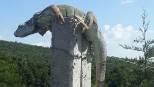 İguana şaşkınlığı böyle görüntülendi