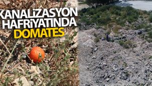 Kanalizasyon hafriyatında domates yetişiyor