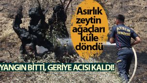Yangın bitti, geriye acısı kaldı! Asırlık zeytin ağaçları küle döndü
